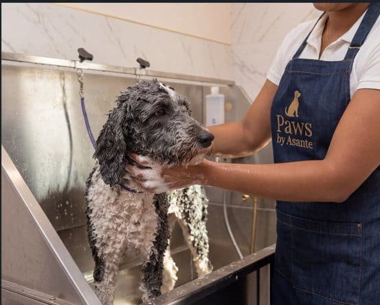 Dog being bathed